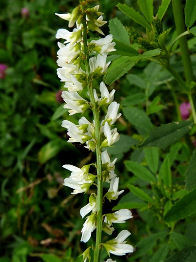{Melilotus albus}